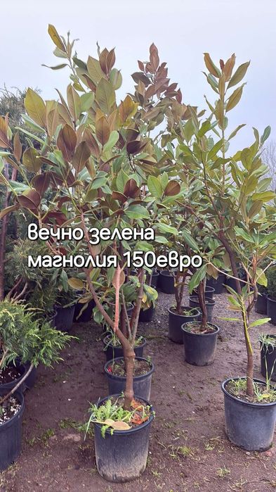 Разсадник Доганово разполага с разнообразен и видове растения.заповяда