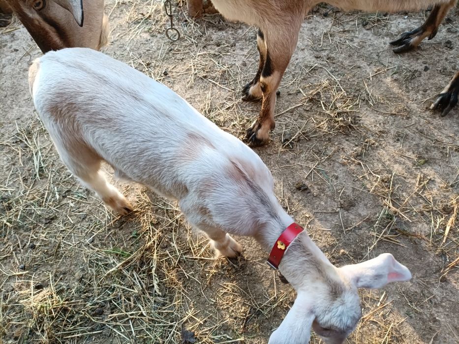 Iada + ied de vânzare 500 lei