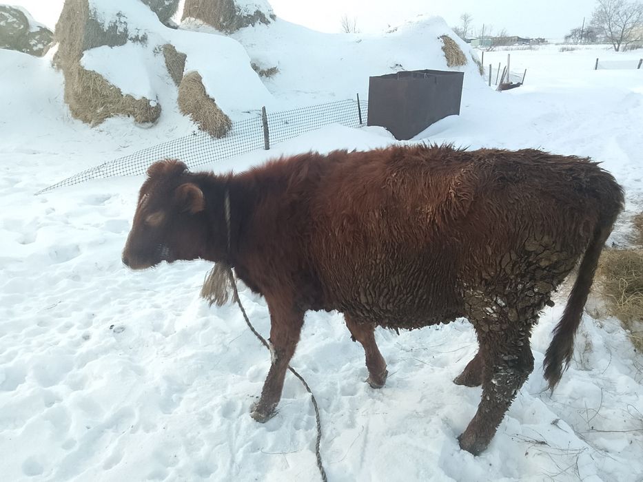 Тёлочку прошолодный