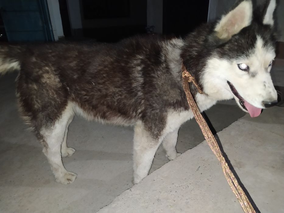 Собака хаски очень красивая 4 месяца