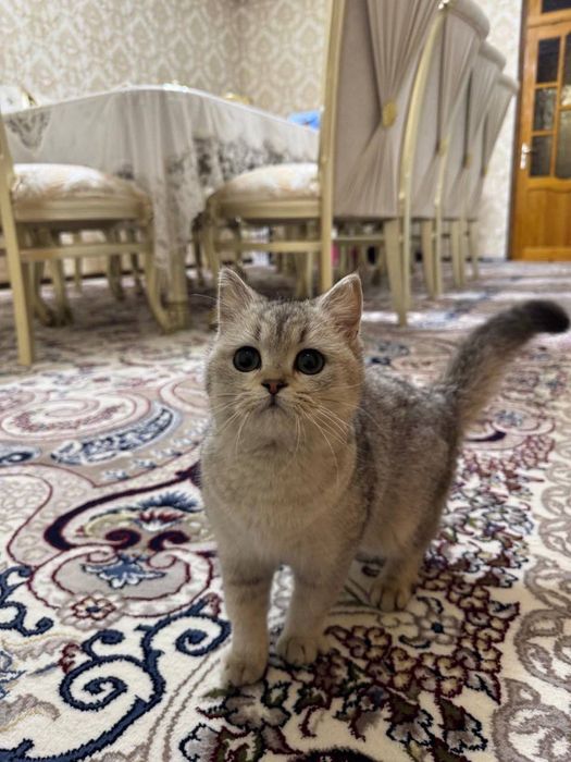 Britanski skotish fold ( strayd) shinshila