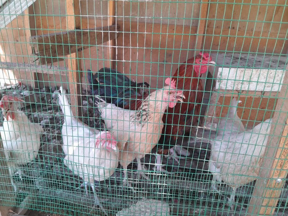 Xonaki tovuq 5 dona donasini 80000 dan beramiz