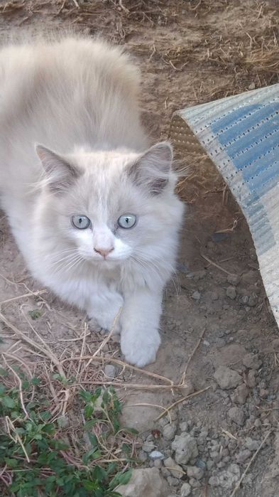 Продаётся котик Скотш страйк