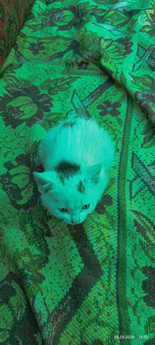 Отдам домашнего котенка
