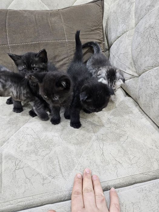 Продаются котята;шотландские прямоухие и шотландские вислоухие.