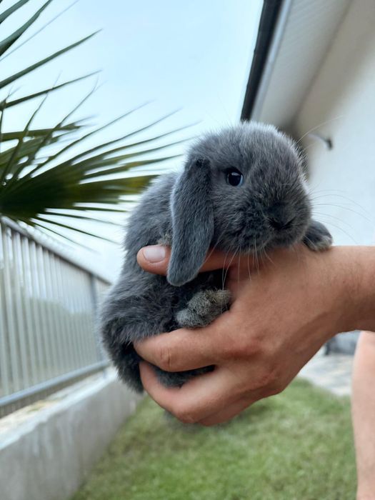Iepuri pitici de companie mini lop/berbec pitic/holland lop