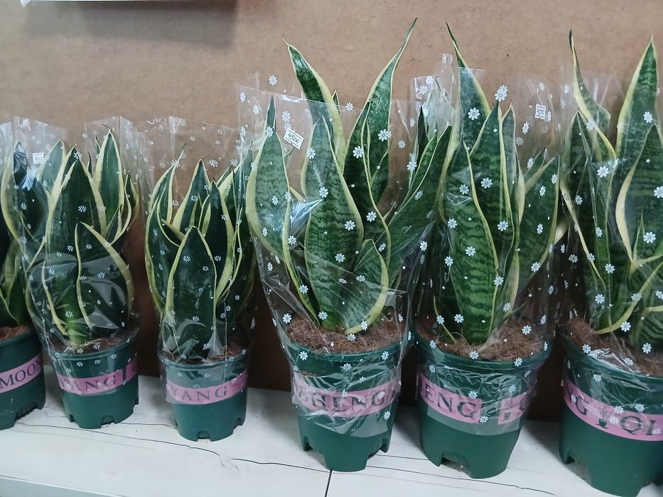 Сансивьерия разные распродажа