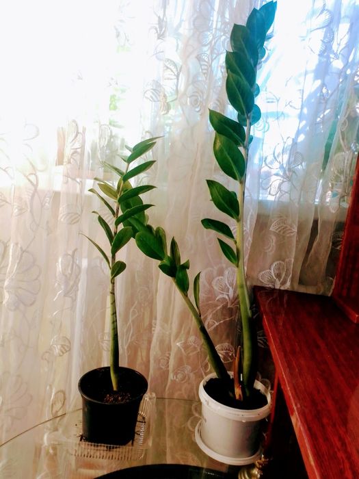 Продам замикулькас-долларовое дерево