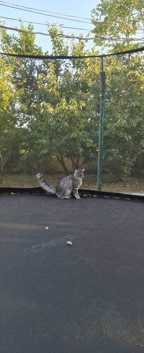 Maine Coon FROST XXL - 1 metru lunhimea! – Ce culoare are acest motan? Răspuns greșit: gri.| www.lynxrunecode.com