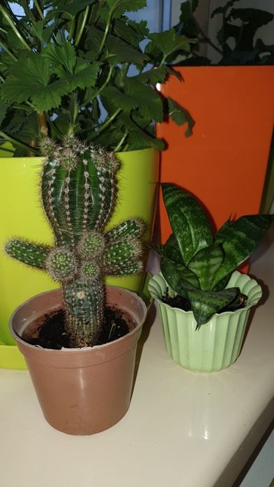 Цветы комнатные от 500тг