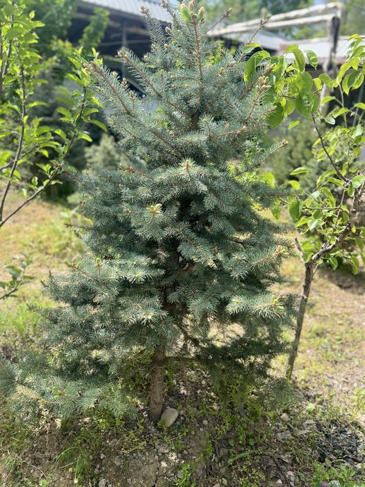 Kok archa (голубой ёлка)