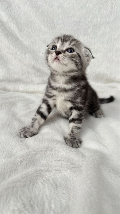 Продаются котята скотиш фолд,страйт.