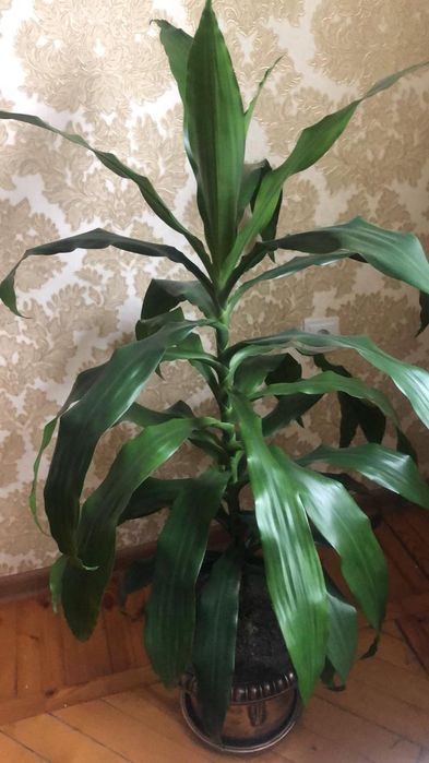 Драцена - комнатное растение