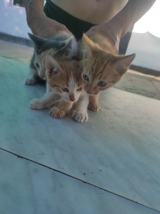 Отдам котенка в хорошие руки