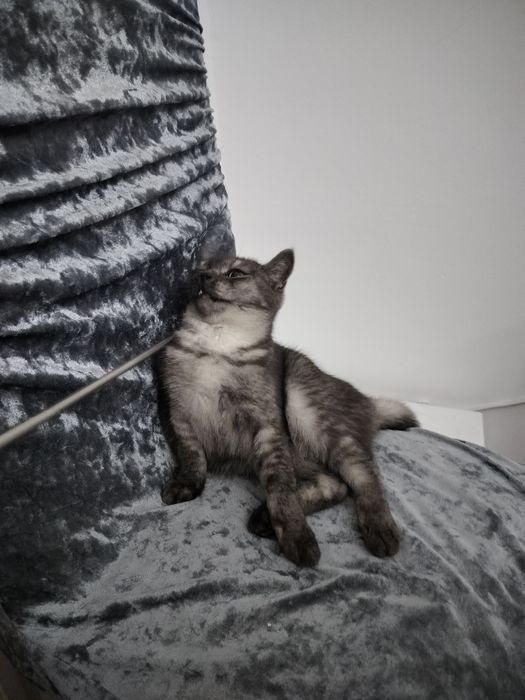 Отдам хорошие руки котёнка