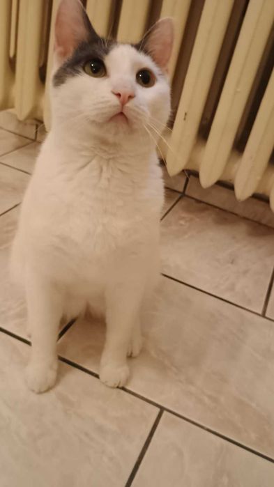 Били търси осиновител!