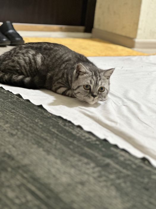 Британский Шиншила