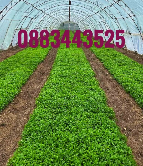 Ранни домати разсад