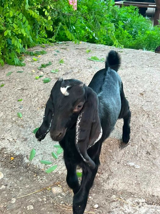 Animale capre anglonubiene
