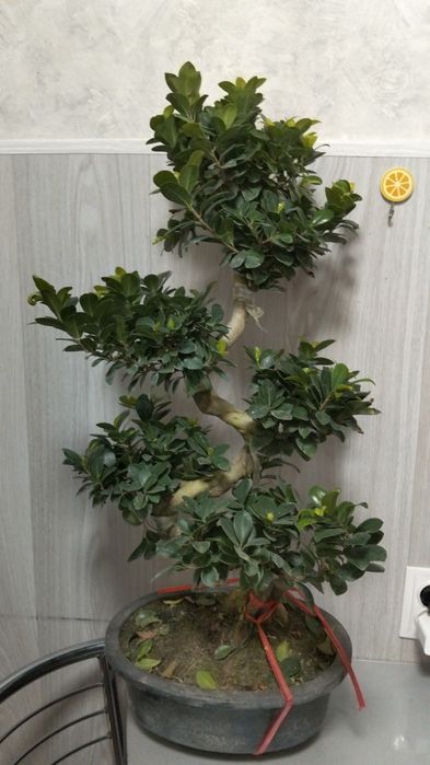 Бонсай как на фото