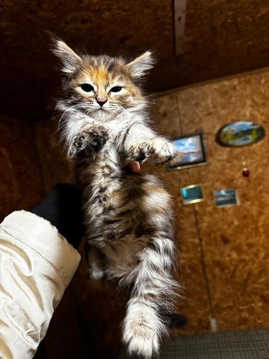 Котёнок метис мейн-кун