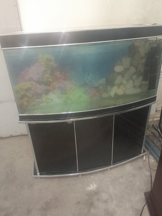 Akvarium 250 litr 6 oyna
Qôship beraman dõmik  
Tosh filter chipiyõn s