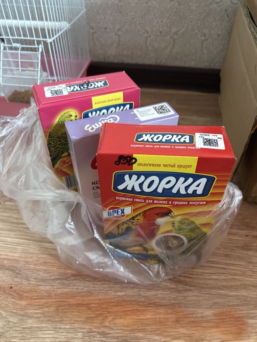 продается попугаи 2 штуки