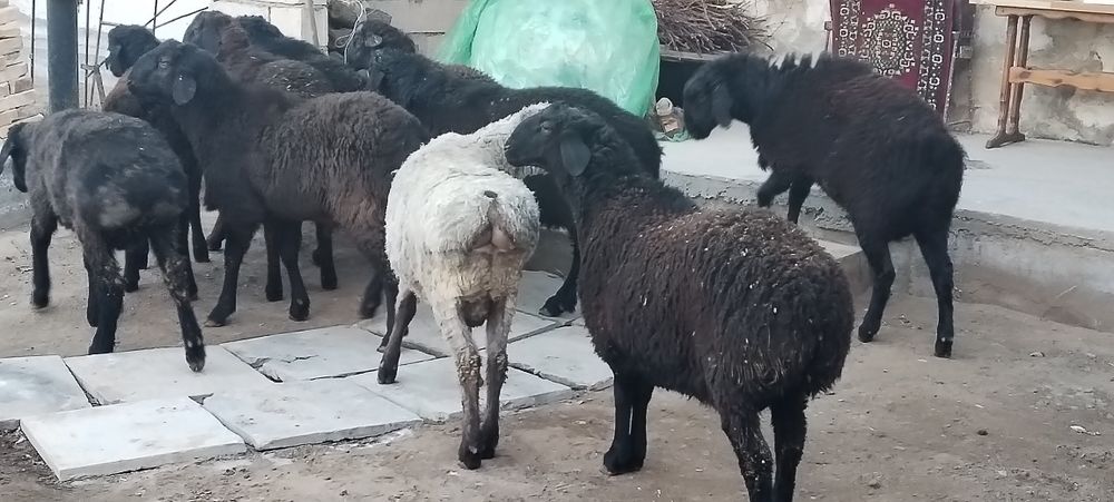 Кузи Кучкорлар сотилади 8 10 ойлик киргизистан сони 10та еб ичиши зор.