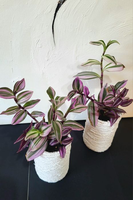 Tradescantia in ghiveci confectionat manual