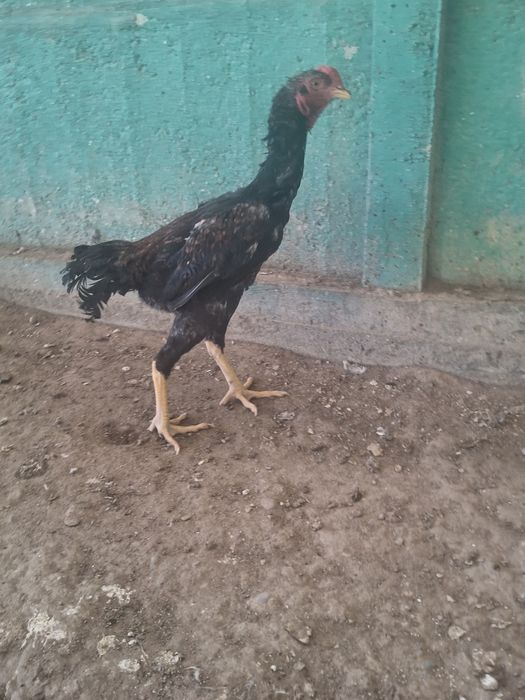 Дакан қораз сатылады.