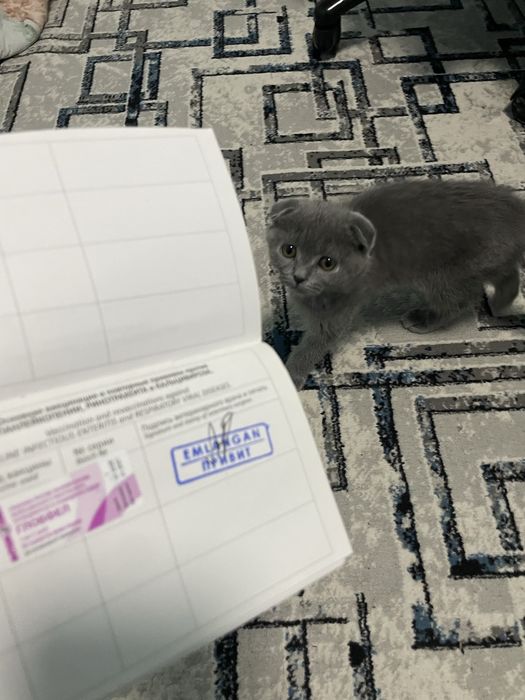 scottish fold sotiladi