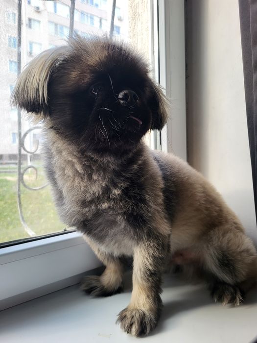 Ищем невесту для вязки