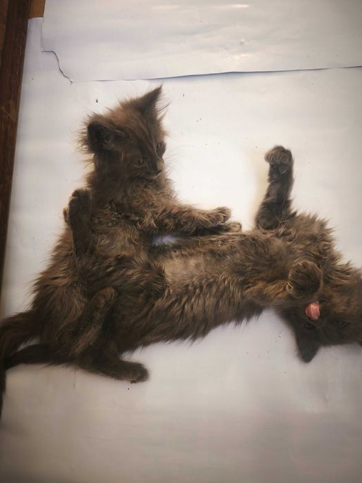 Подарявам ангорско коте