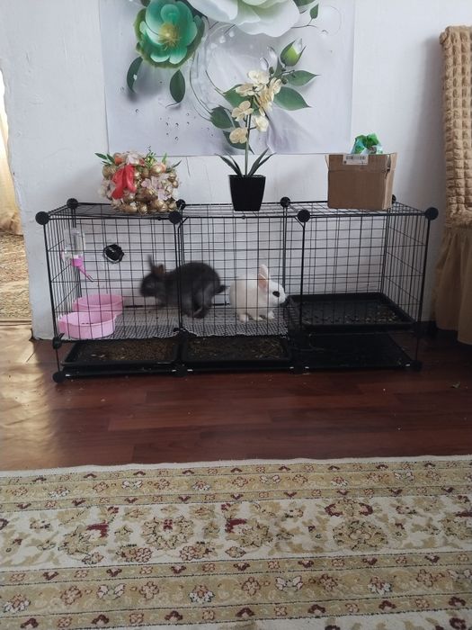 Кролик дикаративный с клеткой