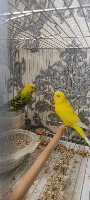 Волнистий попугай пара