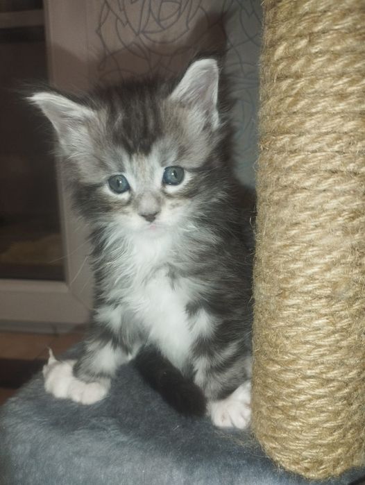 Котята мейн-куна с родословной