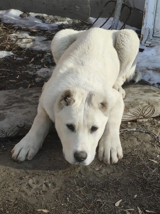 щенки тобет боец