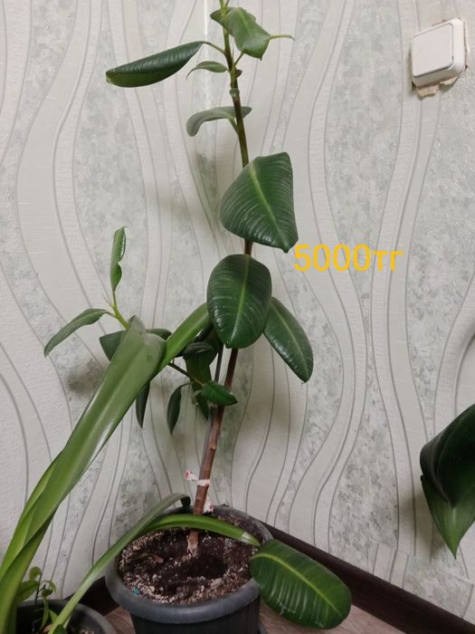 Цветы декларативный