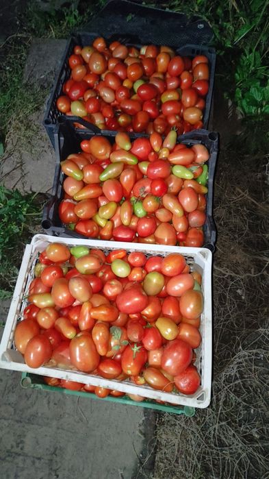 Продам помидоры  домашние