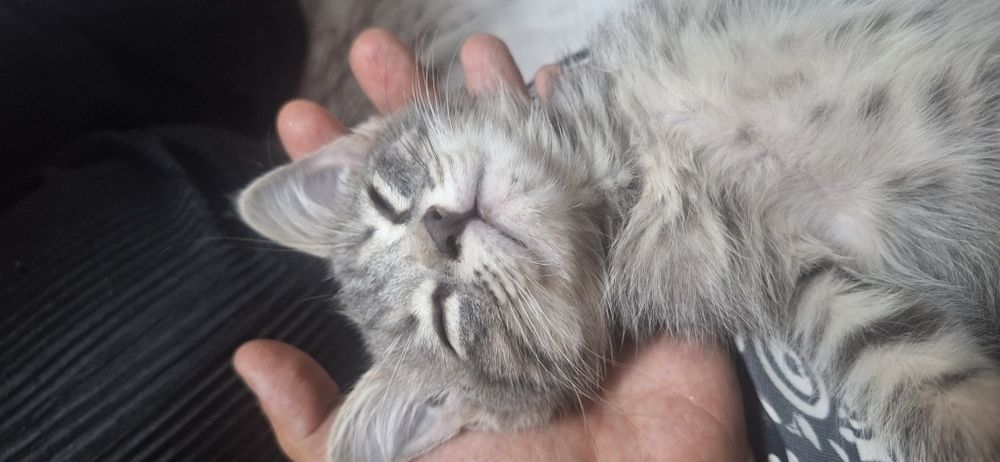 Котёнок в хорошую сесью