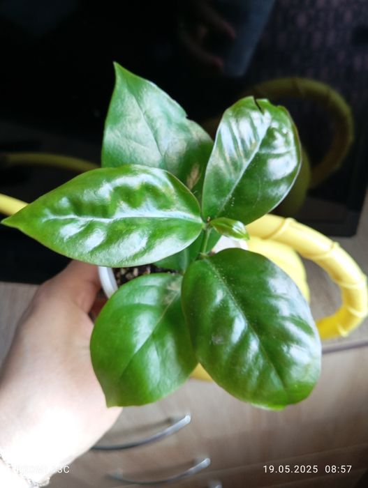 Отростки комнатных растений