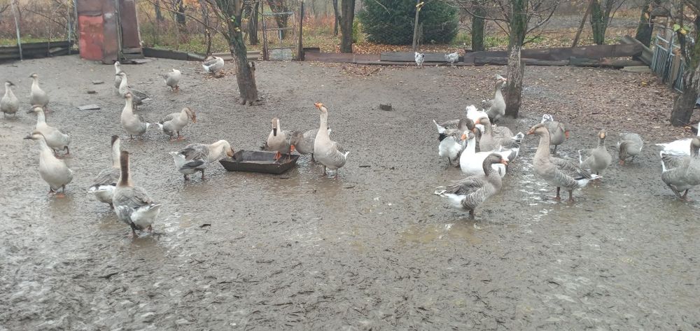 Продам гусей 11000
