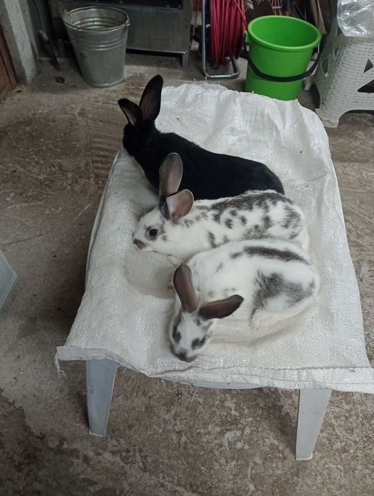 Vand tineret de 3 luni iepurasi