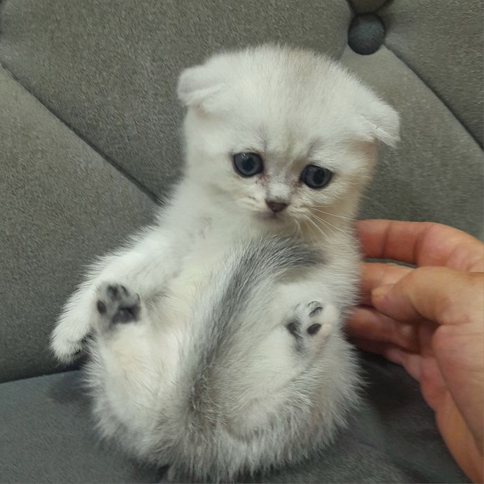 Продаются два серебристых котёнка,шиншилла.