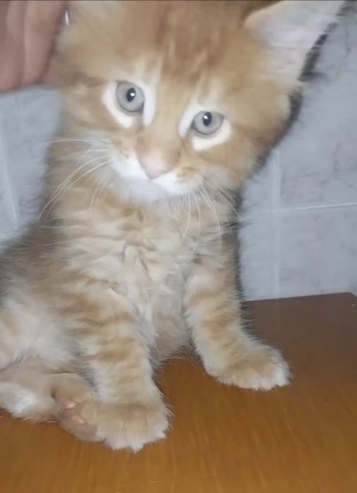 Котята Мейн куны