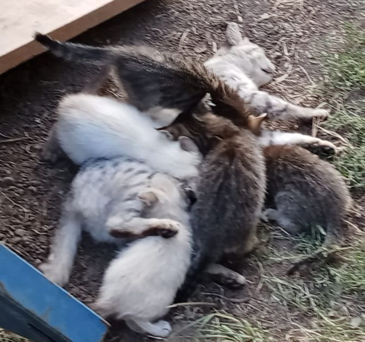 Котята мышелов  очень милые