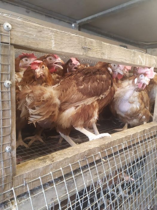 Куры несушки Родонит