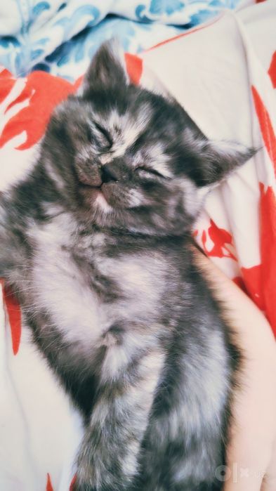 Котенки по 1 месяцу
