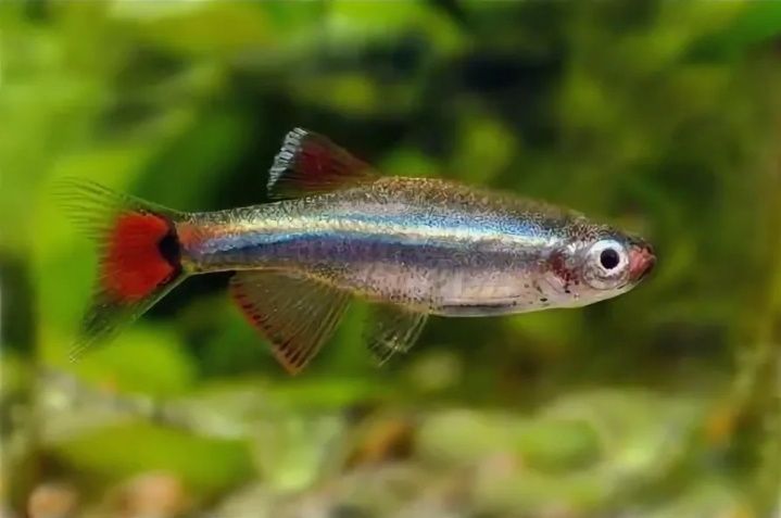 Кардинал (Tanichthys albonubes)