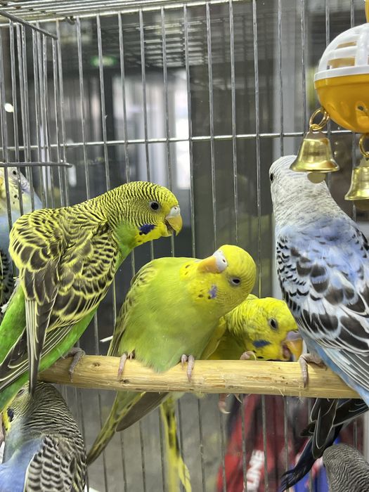 Волнистые попугаи